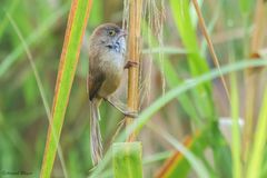 Chrysomma altirostre