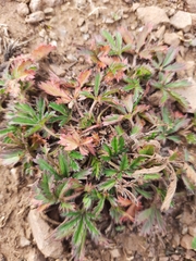 Potentilla heptaphylla