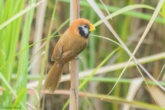 Paradoxornis flavirostris