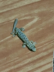 Hemiphyllodactylus
