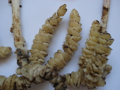 Lathraea squamaria