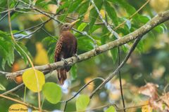 Blythipicus pyrrhotis