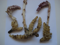 Lathraea squamaria