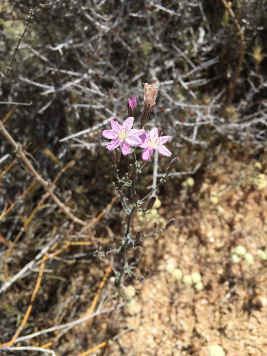 Stephanomeria exigua ssp. exigua