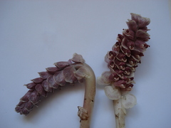 Lathraea squamaria