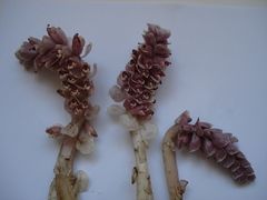 Lathraea squamaria