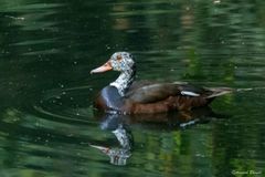 Asarcornis scutulata