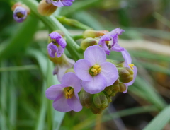 Cakile maritima maritima