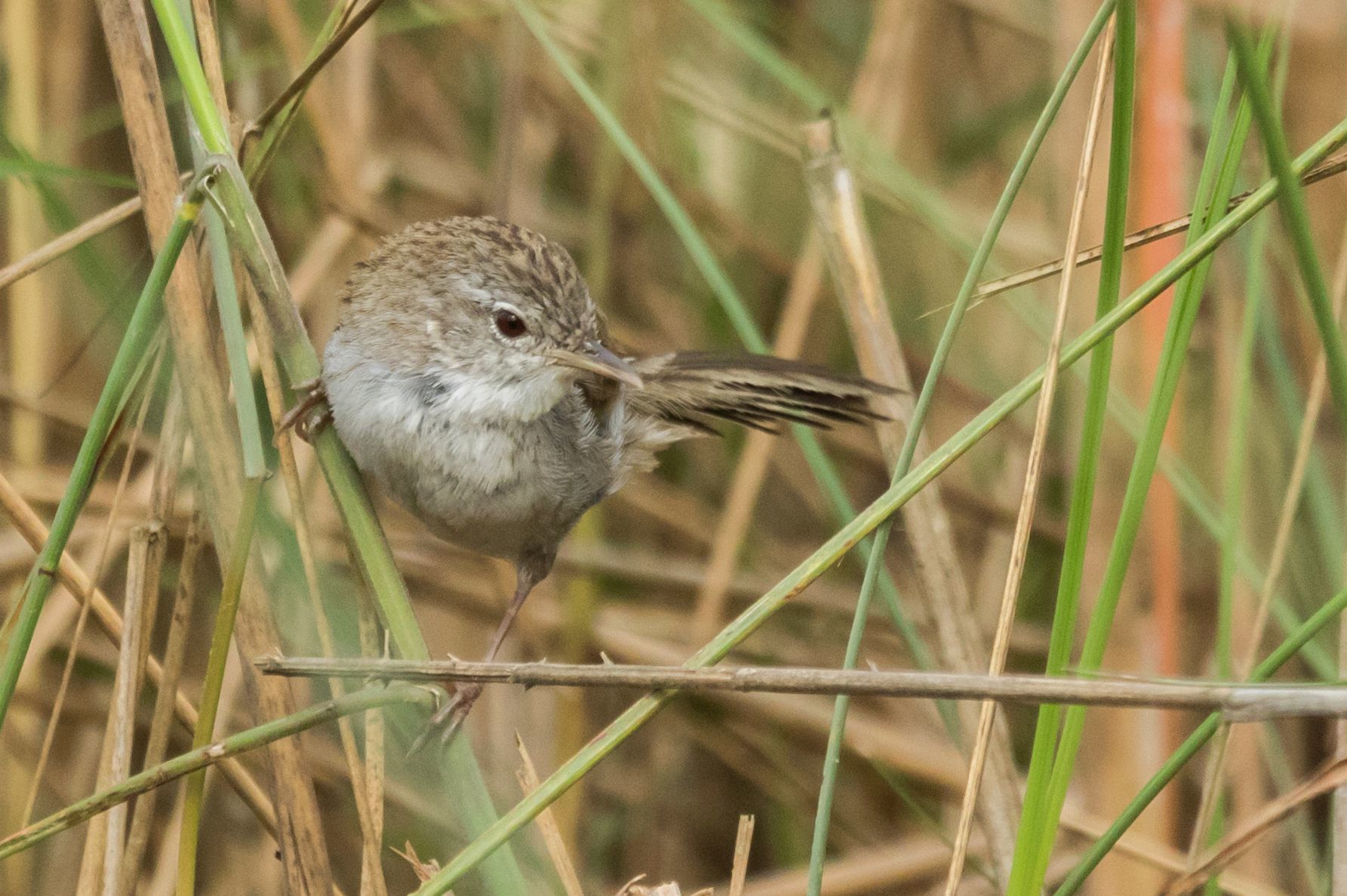 Swamp Grass Babbler illustration