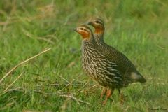 Ortygornis gularis