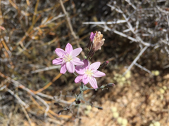 Stephanomeria exigua exigua