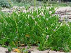 Cakile maritima maritima