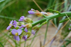Cakile maritima maritima