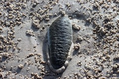 Holothuria scabra