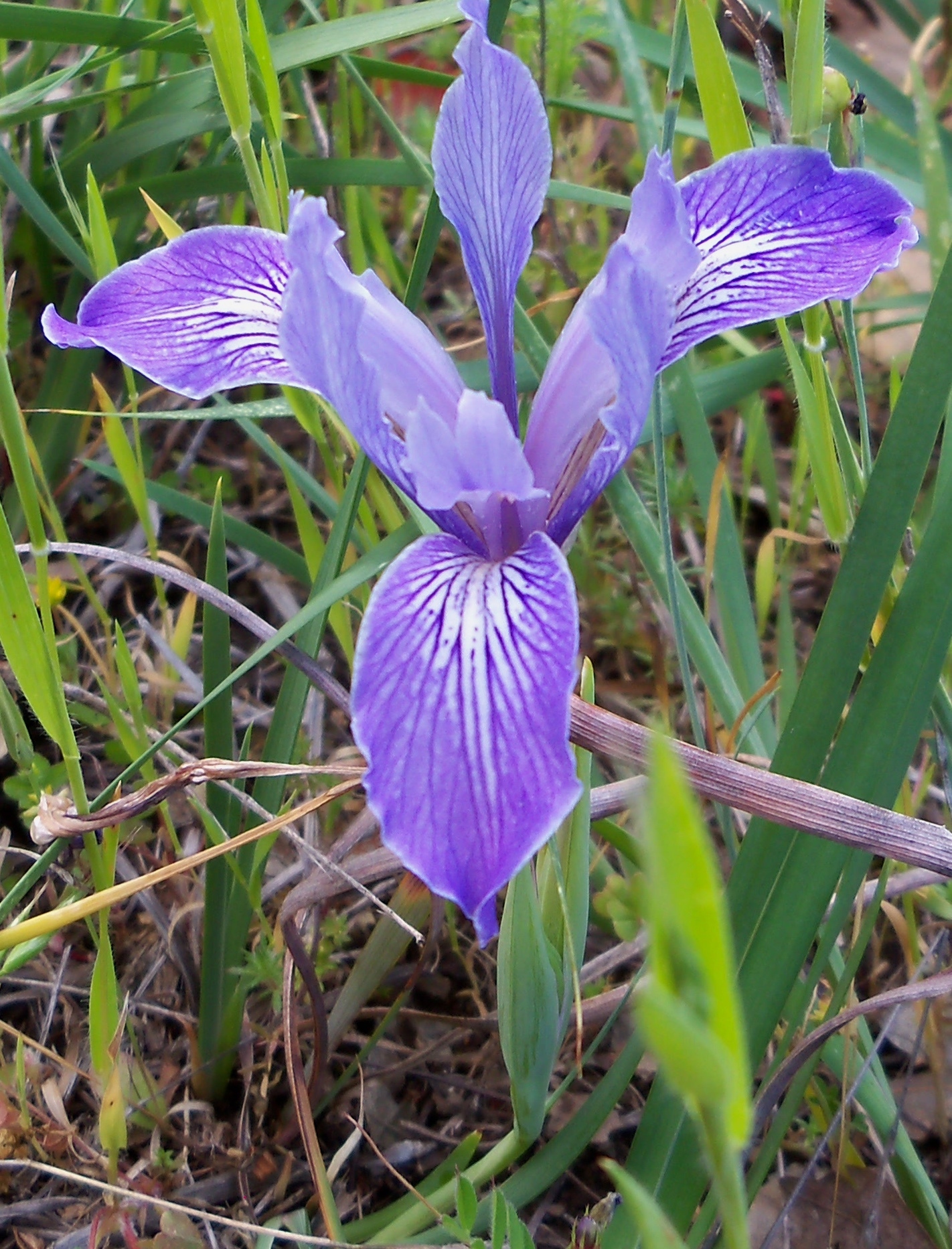 Iris macrosiphon