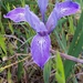 Bowltube Iris - Photo (c) Di, some rights reserved (CC BY-NC), uploaded by Di