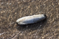 Holothuria scabra