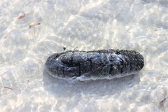Holothuria scabra