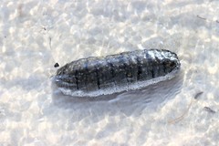 Holothuria scabra