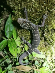 Cyrtodactylus phukhaensis