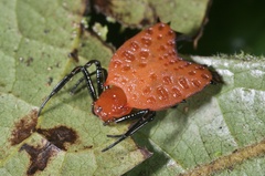 Micrathena clypeata
