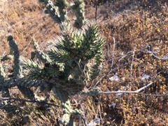 Cylindropuntia