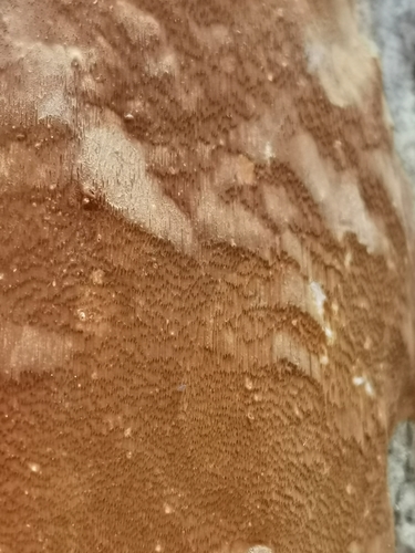 Taškuotoji kempinė nuotrauka