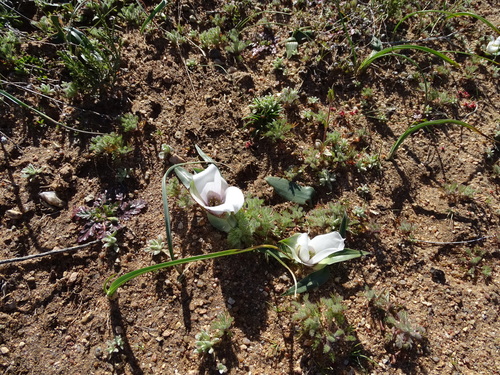 Colchicum capense