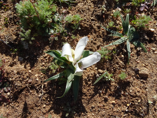 Image of Colchicum capense by no rights reserved