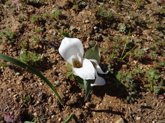 Colchicum capense ciliolatum