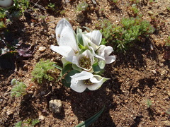 Colchicum capense ciliolatum
