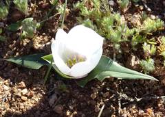 Colchicum capense ciliolatum