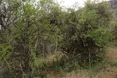 Ehretia rigida nervifolia