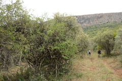 Ehretia rigida nervifolia