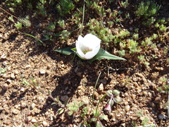 Colchicum capense ciliolatum