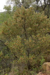 Dodonaea viscosa angustifolia