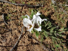 Colchicum capense ciliolatum