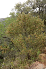Dodonaea viscosa angustifolia