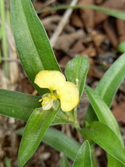Commelina africana krebsiana