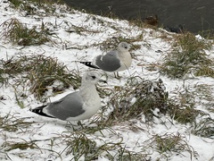 Larus canus