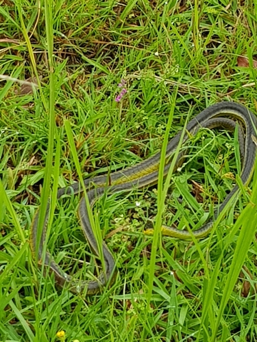 Common Tree Snake sighting