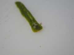 Elysia pusilla