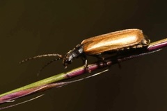 Rhagonycha nigripes