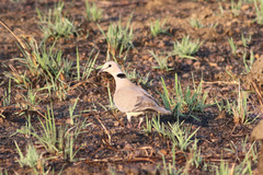 Streptopelia vinacea