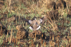 Streptopelia vinacea