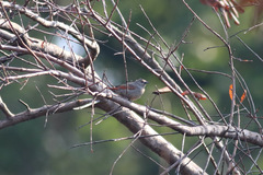 Pytilia phoenicoptera