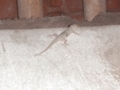 Hemidactylus platyurus