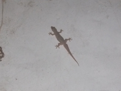 Hemidactylus platyurus