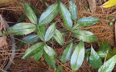 Dracaena surculosa