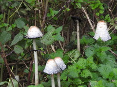 Coprinus comatus